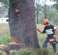Steve Smith Chainsaw Training - Australia Private Schools