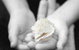 Castlecrag Montessori School - thumb 0