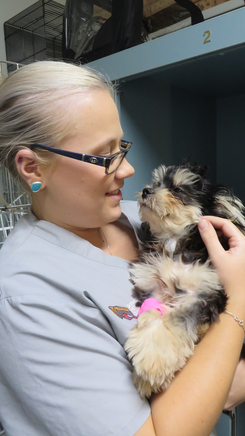 Grafton Veterinary Clinic - Australia Private Schools 1