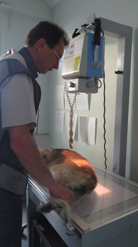 Grafton Veterinary Clinic - Australia Private Schools 3