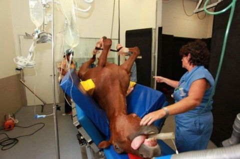 Pacific Vetcare - Australia Private Schools 6