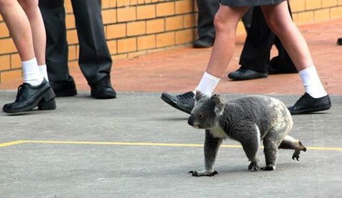 St Philip’s Christian College - Australia Private Schools 2