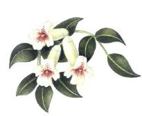 Tecoma Primary School - Australia Private Schools 0