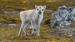Prepare yourself for a look at a rare albino caribou calf photographed possibly for the first time Australia Private Schools